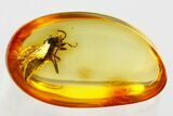 Detailed Fossil Parasitoid Wasp (Proctotrupidae) In Baltic Amber #372519-1